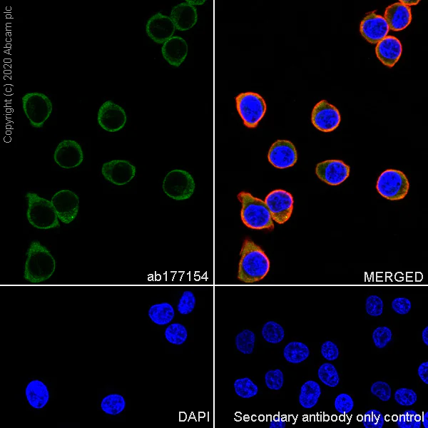 Immunocytochemistry/ Immunofluorescence - Anti-Gephyrin antibody [EPR12651(B)] (AB177154)