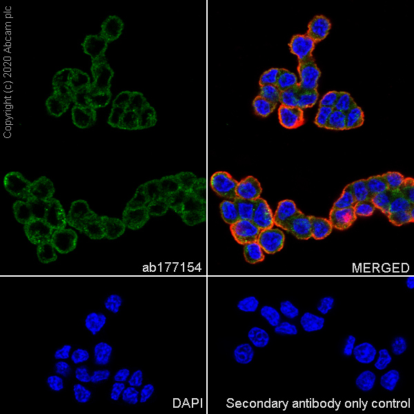 Immunocytochemistry/ Immunofluorescence - Anti-Gephyrin antibody [EPR12651(B)] (AB177154), expandable thumbnail