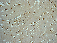 Immunohistochemistry (Formalin/PFA-fixed paraffin-embedded sections) - Anti-Gephyrin antibody [EPR12651(B)] (AB177154), expandable thumbnail