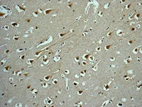 Immunohistochemistry (Formalin/PFA-fixed paraffin-embedded sections) - Anti-Gephyrin antibody [EPR12651(B)] (AB177154)