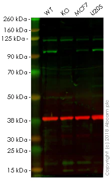Western blot - Anti-Gephyrin antibody [EPR12651(B)] (AB177154)