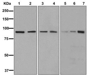 Western blot - Anti-Gephyrin antibody [EPR12651(B)] (AB177154)
