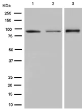 Western blot - Anti-Germinal Center Kinase/GCK antibody [EPR14304] - BSA and Azide free (AB250726)