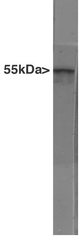 Western blot - Anti-GFAP antibody [5C10] - Astrocyte Marker (AB190288)