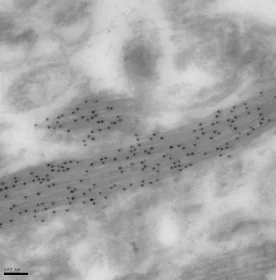 Immunohistochemistry (Frozen sections) - Anti-GFAP antibody [6F2] - Astrocyte Marker (AB8975)