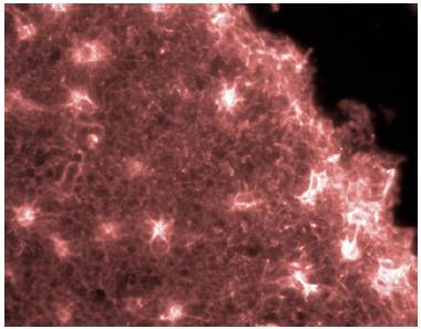 Immunocytochemistry/ Immunofluorescence - Anti-GFAP antibody (AB90601), expandable thumbnail