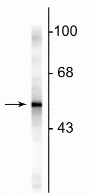 Western blot - Anti-GFAP antibody - Astrocyte Marker (AB254082), expandable thumbnail