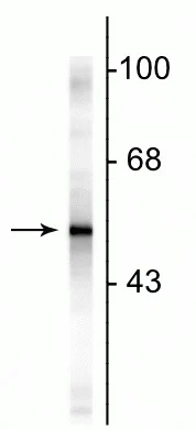 Western blot - Anti-GFAP antibody - Astrocyte Marker (AB254082)