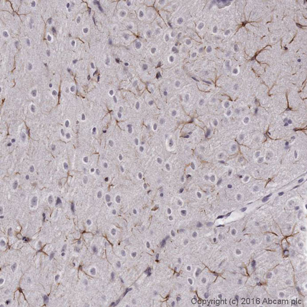 Immunohistochemistry (Formalin/PFA-fixed paraffin-embedded sections) - Anti-GFAP antibody (ab4674), expandable thumbnail