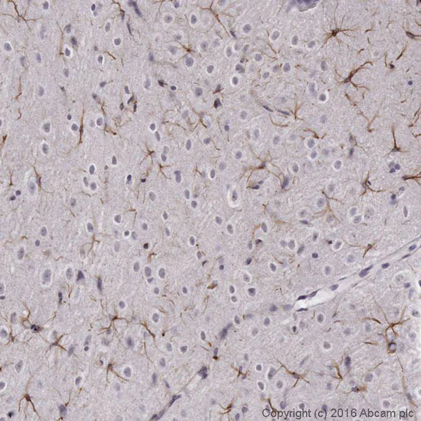 Immunohistochemistry (Formalin/PFA-fixed paraffin-embedded sections) - Anti-GFAP antibody - Astrocyte Marker (AB4674)
