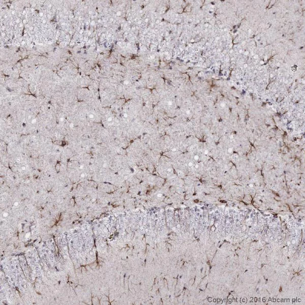 Immunohistochemistry (Formalin/PFA-fixed paraffin-embedded sections) - Anti-GFAP antibody - Astrocyte Marker (AB4674)