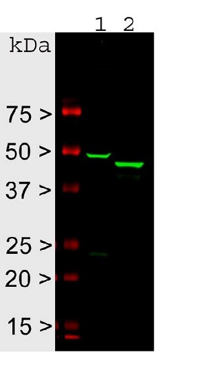 Western blot - Anti-GFAP antibody - Astrocyte Marker (ab4674), expandable thumbnail