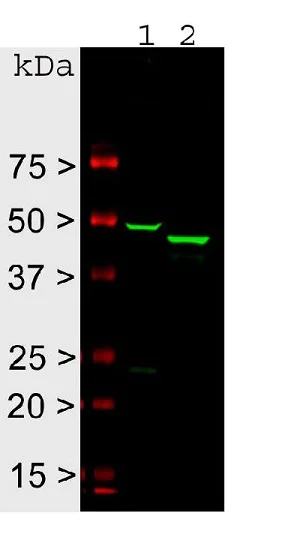 Western blot - Anti-GFAP antibody - Astrocyte Marker (AB4674)