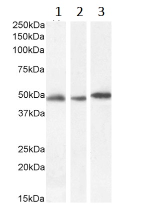 Western blot - Anti-GFAP antibody - Astrocyte Marker (AB53554), expandable thumbnail
