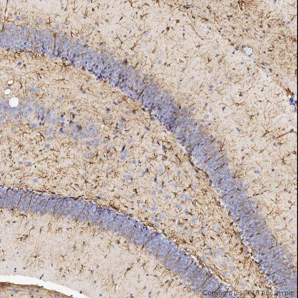 Immunohistochemistry (Formalin/PFA-fixed paraffin-embedded sections) - Anti-GFAP antibody - Astrocyte Marker (AB7260)