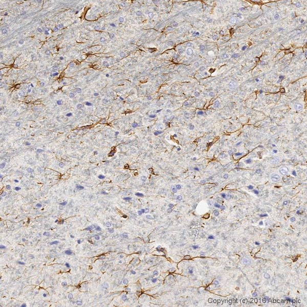 Immunohistochemistry (Formalin/PFA-fixed paraffin-embedded sections) - Anti-GFAP antibody - Astrocyte Marker (ab7260), expandable thumbnail