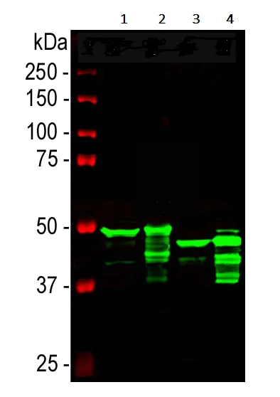 Western blot - Anti-GFAP antibody - Astrocyte Marker (AB7260)