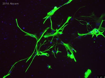 Immunocytochemistry/ Immunofluorescence - Anti-GFAP antibody [EP672Y] - Astrocyte Marker (AB33922), expandable thumbnail