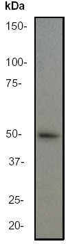 Western blot - Anti-GFAP antibody [EP672Y] - Astrocyte Marker (AB33922), expandable thumbnail