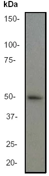 Western blot - Anti-GFAP antibody [EP672Y] - Astrocyte Marker (AB33922)