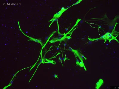 Immunocytochemistry/ Immunofluorescence - Anti-GFAP antibody [EP672Y] - BSA and Azide free (AB220820)