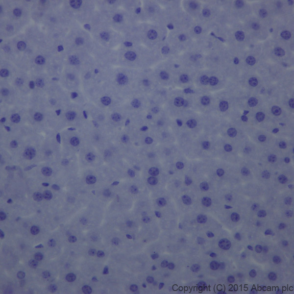 Immunohistochemistry (Formalin/PFA-fixed paraffin-embedded sections) - Anti-GFAP antibody [EPR1034Y] - Astrocyte Marker (ab68428), expandable thumbnail