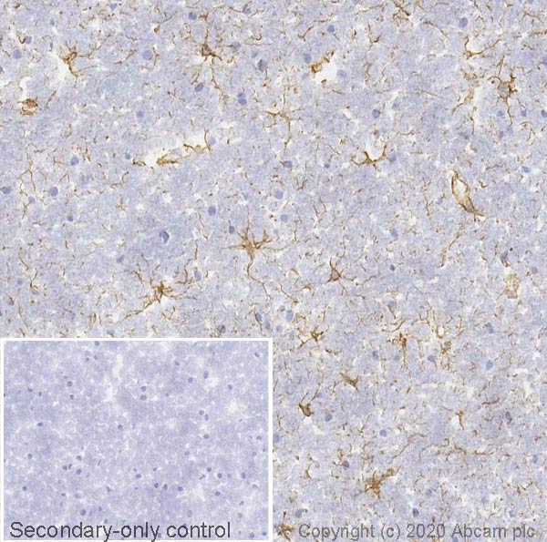 Immunohistochemistry (Frozen sections) - Anti-GFAP antibody [EPR1034Y] - Astrocyte Marker (ab68428), expandable thumbnail