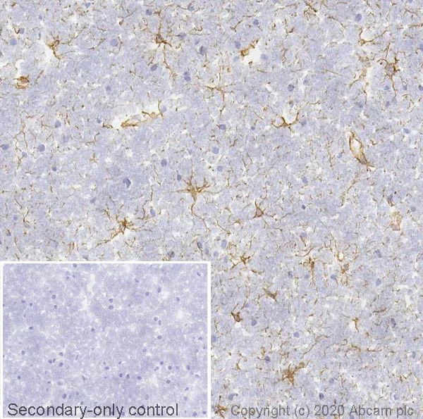 Immunohistochemistry (Frozen sections) - Anti-GFAP antibody [EPR1034Y] - Astrocyte Marker (AB68428)