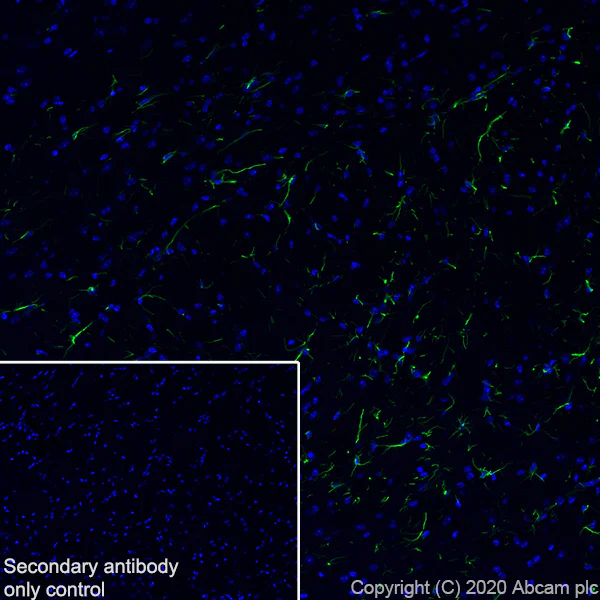 Immunohistochemistry (Frozen sections) - Anti-GFAP antibody [EPR1034Y] - Astrocyte Marker (AB68428)