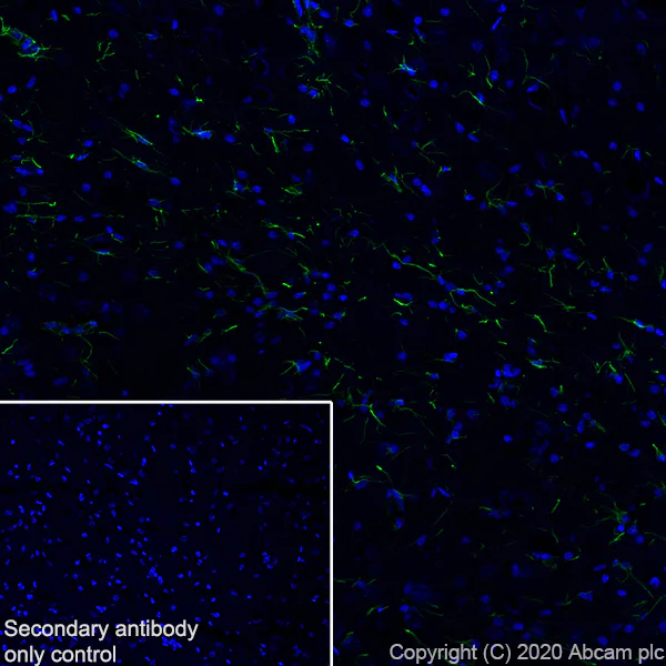 Immunohistochemistry (Frozen sections) - Anti-GFAP antibody [EPR1034Y] - Astrocyte Marker (AB68428)