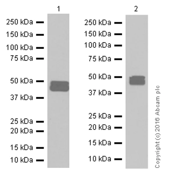 Western blot - Anti-GFAP antibody [EPR1034Y] - Astrocyte Marker (AB68428)