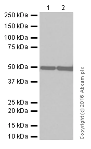 Western blot - Anti-GFAP antibody [EPR1034Y] - Astrocyte Marker (AB68428)