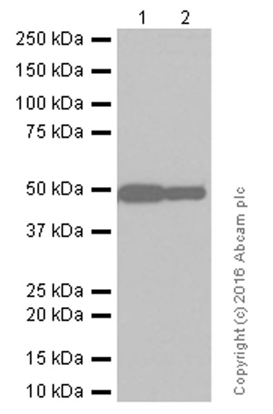 Western blot - Anti-GFAP antibody [EPR1034Y] - Astrocyte Marker (ab68428), expandable thumbnail