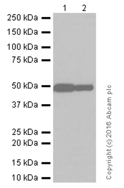 Western blot - Anti-GFAP antibody [EPR1034Y] - Astrocyte Marker (AB68428)