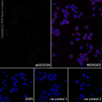 Immunocytochemistry/ Immunofluorescence - Anti-GFAP antibody [EPR1034Y] - Astrocyte marker - Chicken IgY (Chimeric) (AB323239)