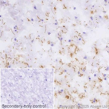 Immunohistochemistry (Frozen sections) - Anti-GFAP antibody [EPR1034Y] - Astrocyte marker - Chicken IgY (Chimeric) (AB323239)