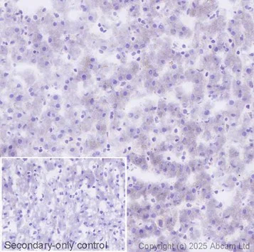 Immunohistochemistry (Frozen sections) - Anti-GFAP antibody [EPR1034Y] - Astrocyte marker - Chicken IgY (Chimeric) (AB323239)