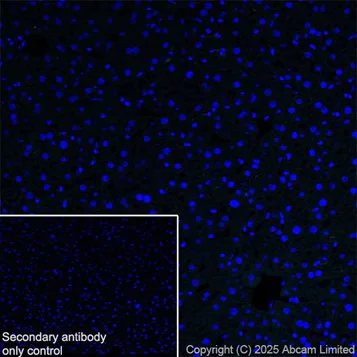 Immunohistochemistry (PFA perfusion fixed frozen sections) - Anti-GFAP antibody [EPR1034Y] - Astrocyte marker - Chicken IgY (Chimeric) (AB323239)