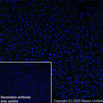 Immunohistochemistry (PFA perfusion fixed frozen sections) - Anti-GFAP antibody [EPR1034Y] - Astrocyte marker - Chicken IgY (Chimeric) (AB323239)
