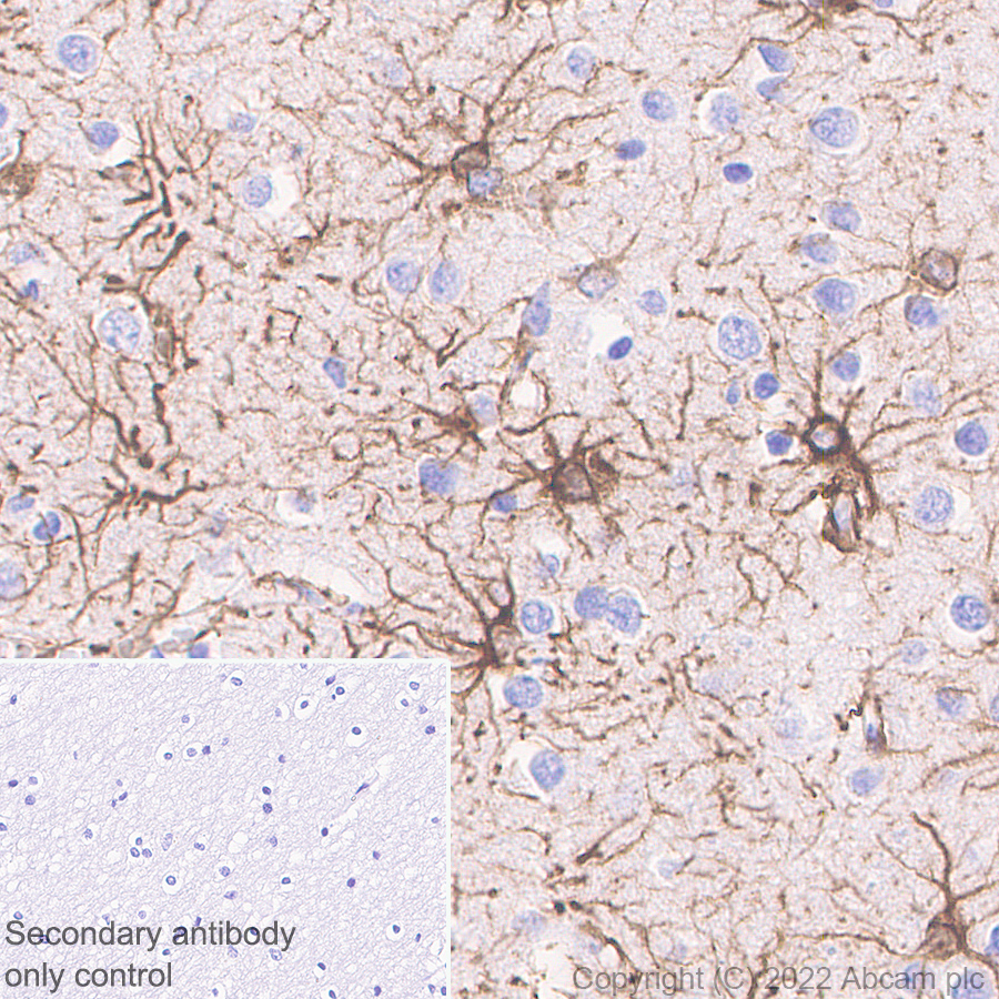 Anti-GFAP antibody [EPR1034Y] - Astrocyte marker - Goat IgG (Chimeric)