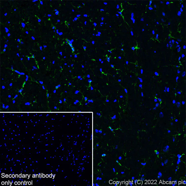 Immunohistochemistry (Frozen sections) - Anti-GFAP antibody [EPR1034Y] - Astrocyte marker - Goat IgG (Chimeric) (AB302644)