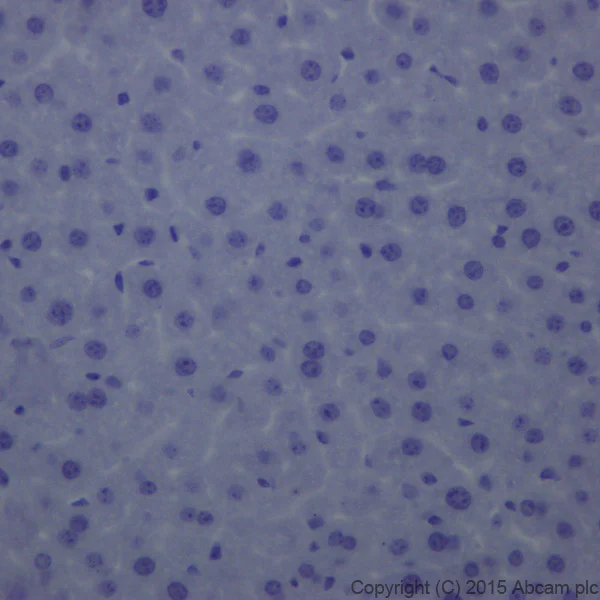 Immunohistochemistry (Formalin/PFA-fixed paraffin-embedded sections) - Anti-GFAP antibody [EPR1034Y] - BSA and Azide free (AB218309)