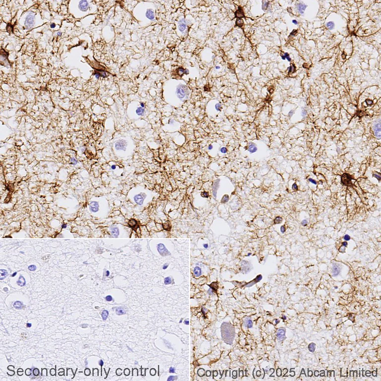 Immunohistochemistry (Formalin/PFA-fixed paraffin-embedded sections) - Anti-GFAP antibody [EPR1034Y] - BSA and Azide free (AB218309)
