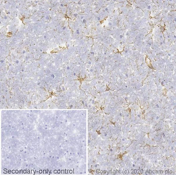 Immunohistochemistry (Frozen sections) - Anti-GFAP antibody [EPR1034Y] - BSA and Azide free (AB218309)