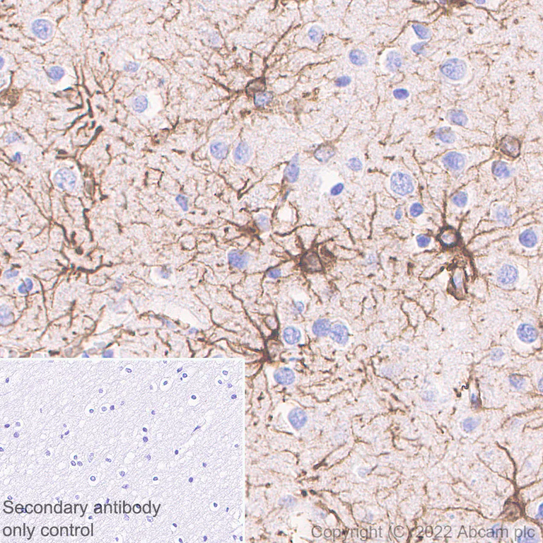 Immunohistochemistry (Formalin/PFA-fixed paraffin-embedded sections) - Anti-GFAP antibody [EPR1034Y] - Goat IgG (Chimeric) - BSA and Azide free (AB302645)