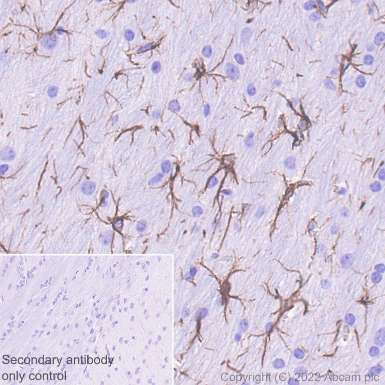 Immunohistochemistry (Formalin/PFA-fixed paraffin-embedded sections) - Anti-GFAP antibody [EPR1034Y] - Goat IgG (Chimeric) - BSA and Azide free (AB302645)