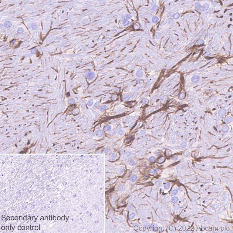 Immunohistochemistry (Formalin/PFA-fixed paraffin-embedded sections) - Anti-GFAP antibody [EPR1034Y] - Goat IgG (Chimeric) - BSA and Azide free (AB302645)