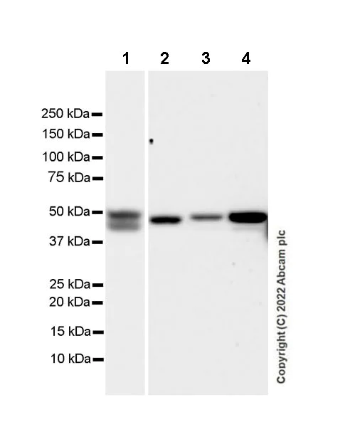 Western blot - Anti-GFAP antibody [EPR1034Y] - Goat IgG (Chimeric) - BSA and Azide free (AB302645)