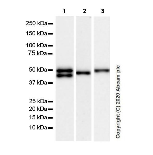 Western blot - Anti-GFAP antibody [EPR1034Y] - Mouse IgG1 (Chimeric) (AB279289), expandable thumbnail