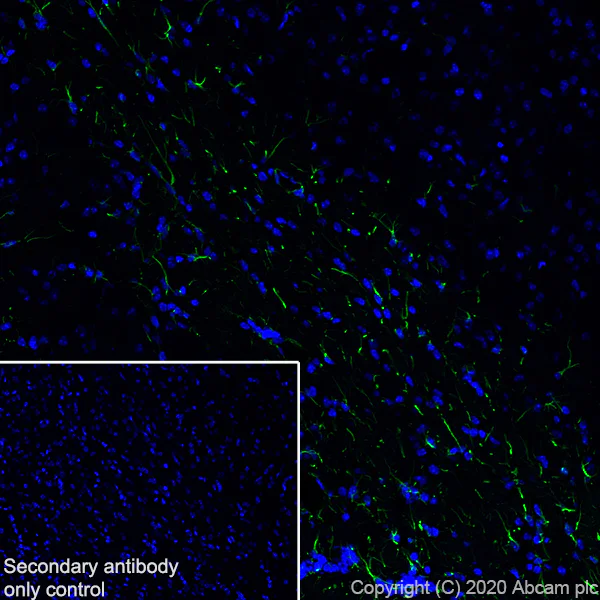 Immunohistochemistry (Frozen sections) - Anti-GFAP antibody [EPR1034Y] - Mouse IgG1 (Chimeric) - BSA and Azide free (AB279301)
